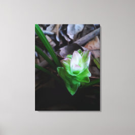 flor de açafrão da terra canvastryck