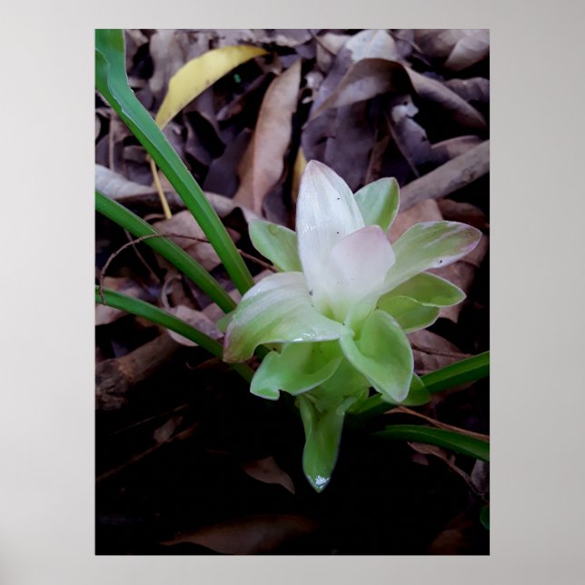 flor de açafrão da-terra poster (Framsidan)