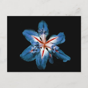 "Flor de la Mar" - vykort