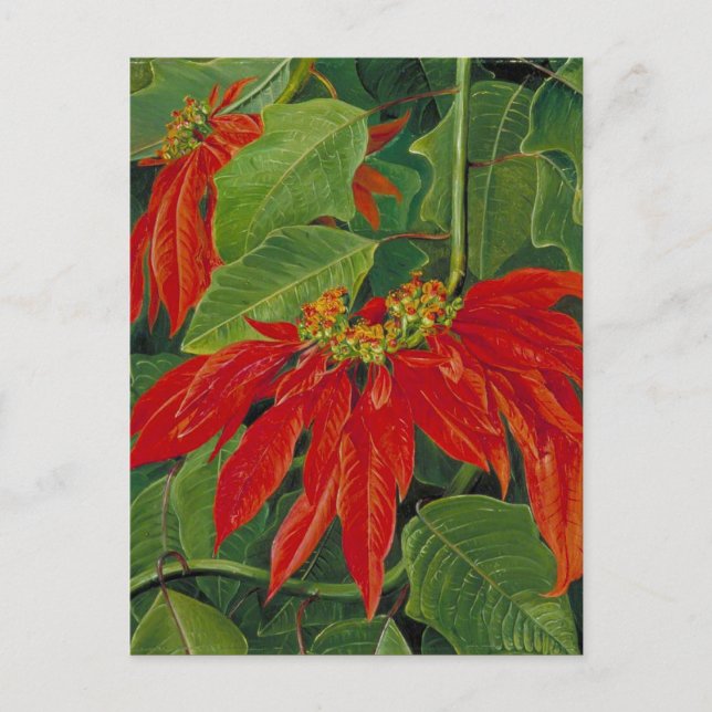 Flor de Pascua eller Påsk Flower, berömd-målning. Vykort (Framsida)