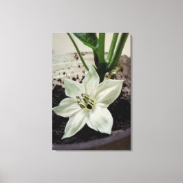 flor de pimentão canvastryck