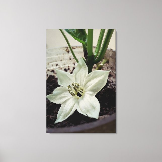 flor de pimentão canvastryck (Framsida)