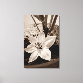 flor de pimentão - old canvastryck