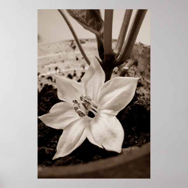 flor de pimentão - old poster (Framsidan)