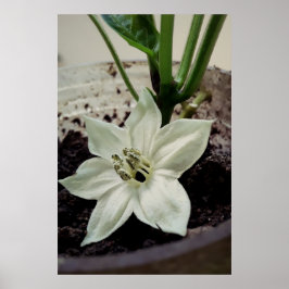 flor de pimentão poster