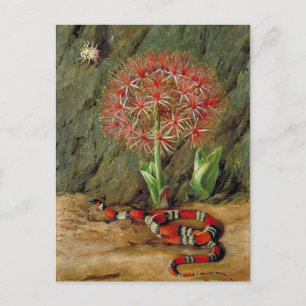 Flor Imperiale Coral Snake and Spider Vykort