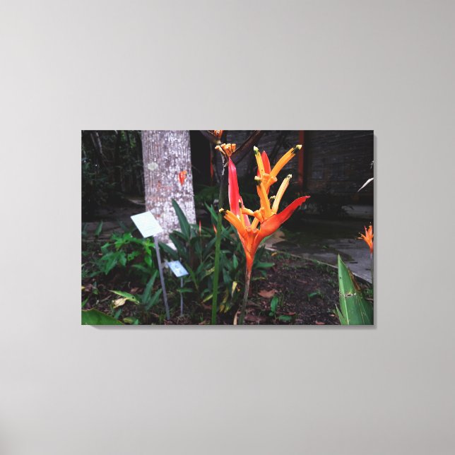 flor laranjada canvastryck (Framsida)