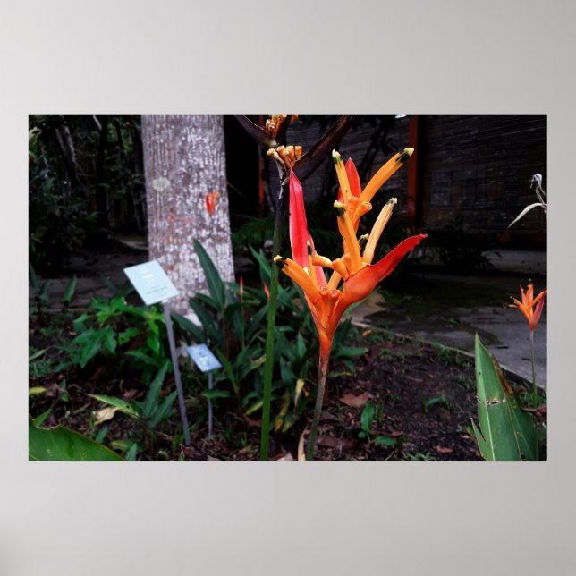 flor laranjada poster (Framsidan)