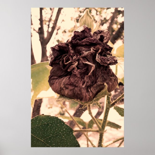 flor mortal poster (Framsidan)