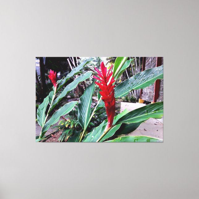 flor vermelha canvastryck (Framsida)