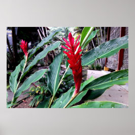 flor vermelha poster