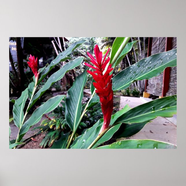 flor vermelha poster (Framsidan)