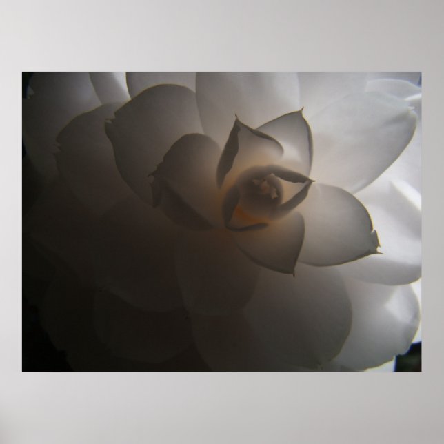 Flora Dramatica Poster (Framsidan)