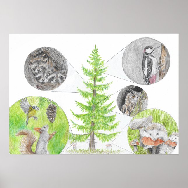 Flora och fauna poster (Framsidan)