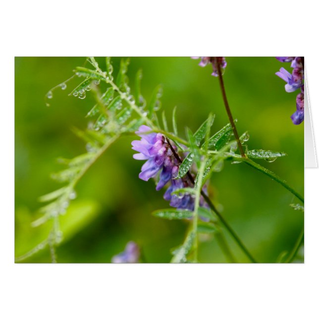 Flora på Grand Manan Hälsningskort (Framsidan Horizontal)