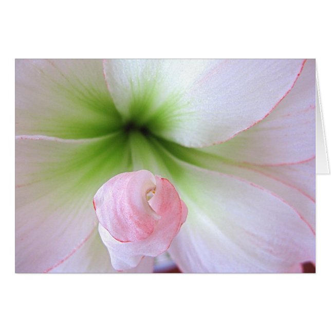 "Flora Tenera"-kort Hälsningskort (Framsidan Horizontal)