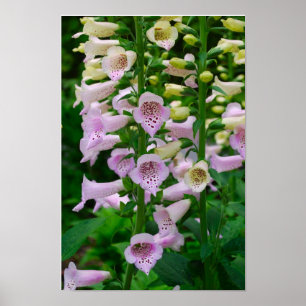 Floraaffisch - 2 poster