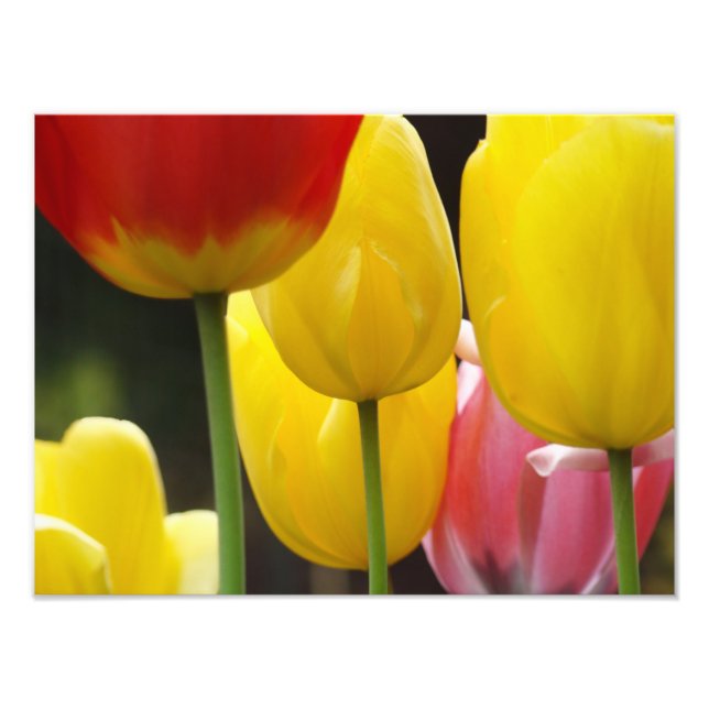 Floral Photography print Tulip Flowers Nature Fototryck (Framsidan)
