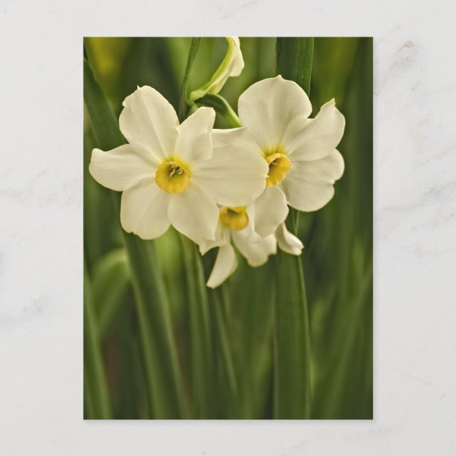 Floral Photography: White Vår Narcissus Vykort (Framsida)