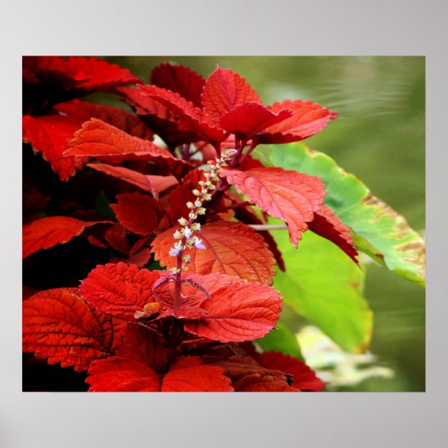 Floral Pond Poster (Framsidan)