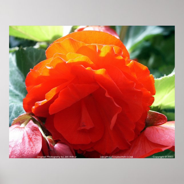 Floralscape/JDA030408107 Poster (Framsidan)