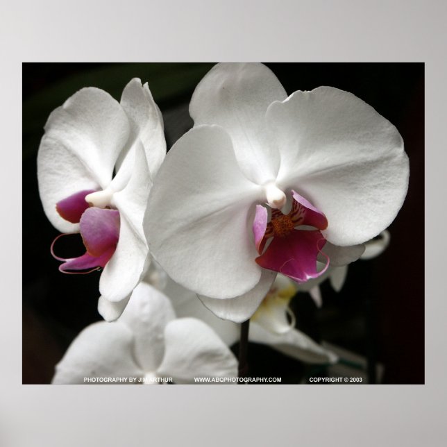 Floralscape/JDA030408109 Poster (Framsidan)