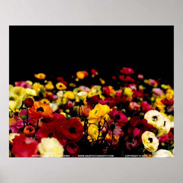 Floralscape/JSKCA001 Poster (Framsidan)