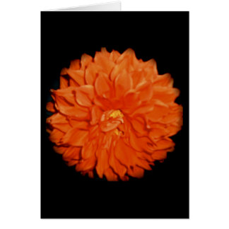 Floran Scarlet OBS Kort