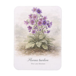 Florens tardiva Den Sene Blommaren Botanisk Magnet