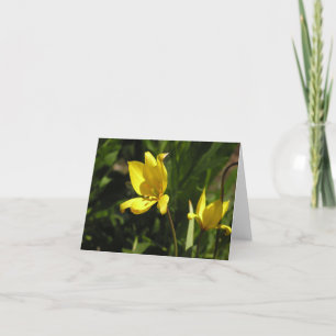 Florentine tulip (Tulipa sylvestris) Helgkort