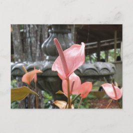 Flores Anturio Vykort