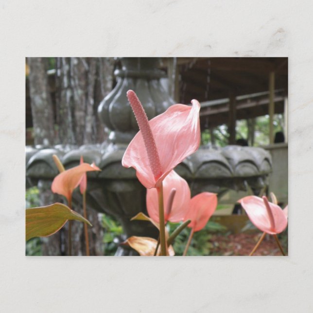 Flores Anturio Vykort (Framsida)