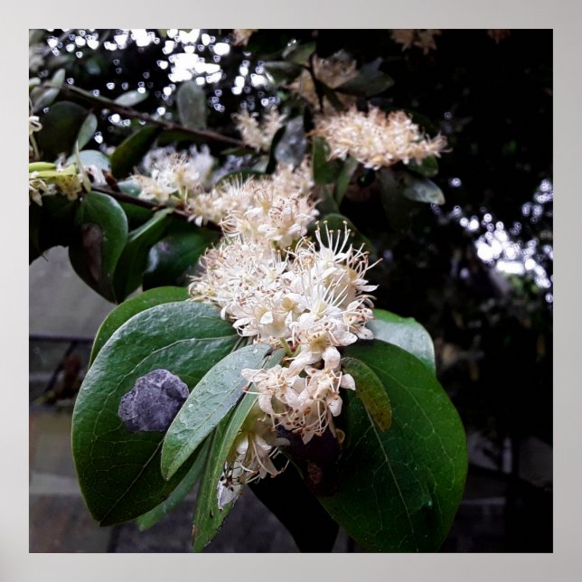 flores brancas1 poster (Framsidan)