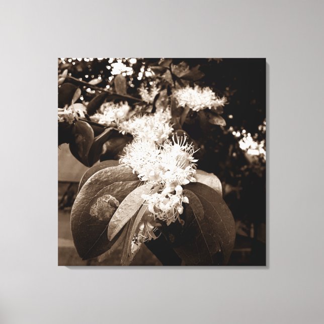 flores brancas2 canvastryck (Framsida)