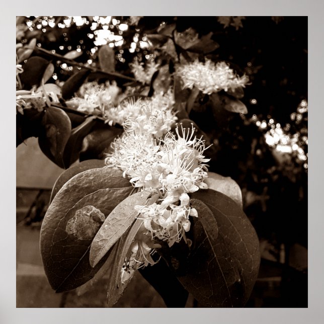 flores brancas2 poster (Framsidan)