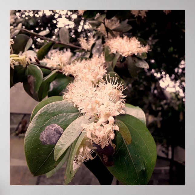 flores brancas3 poster (Framsidan)