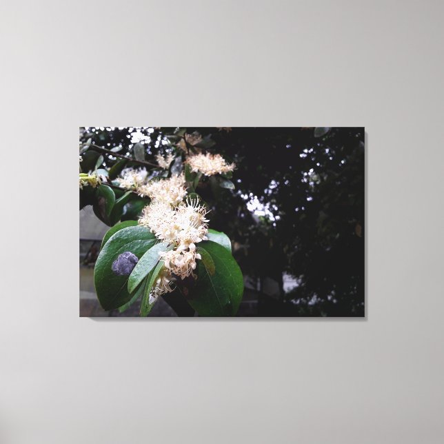 flores brancas canvastryck (Framsida)