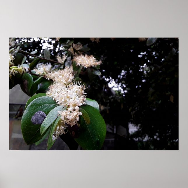 flores brancas poster (Framsidan)