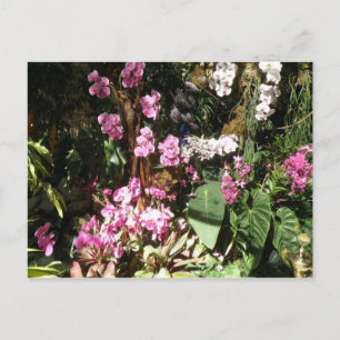 Flores de Orquideas Vykort