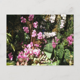 Flores de Orquideas Vykort