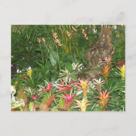 Flores en Aibonito Vykort