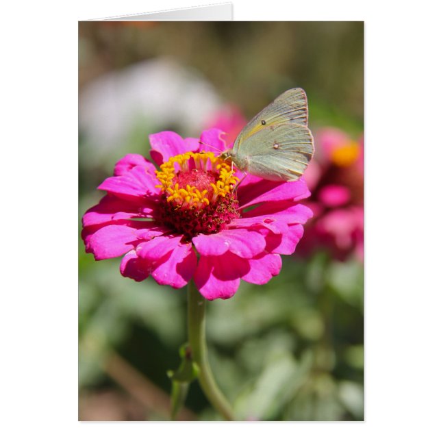 Flores en mi hierbas " blommor i min ogräs " hälsningskort (Framsidan)