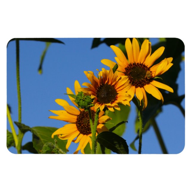 Flores en mi hierbas " blommor i min ogräs " magnet (Horisontell)