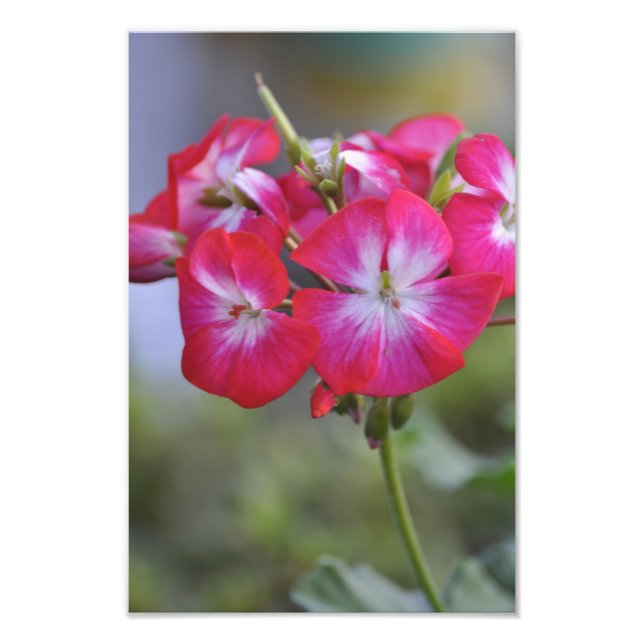 Flores, Flowers Fototryck (Framsidan)