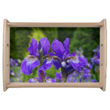 Florfoto av iris sibirica