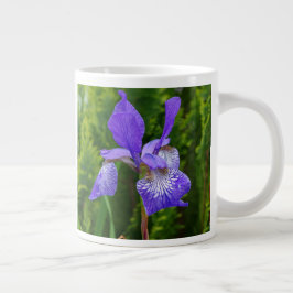 Florfoto av iris sibirica jumbo mugg