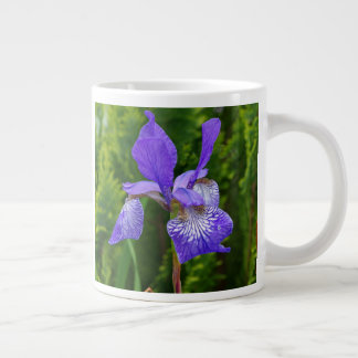 Florfoto av iris sibirica jumbo mugg