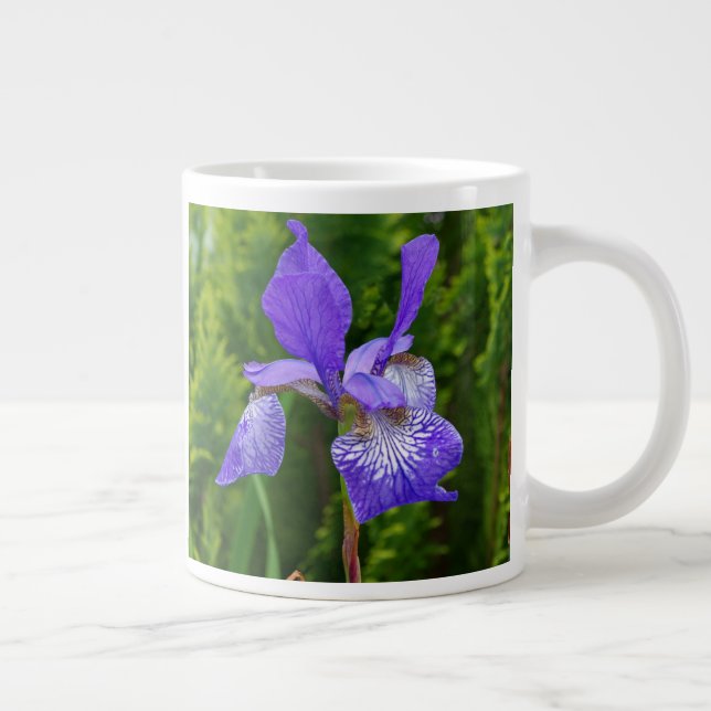 Florfoto av iris sibirica jumbo mugg (Höger)