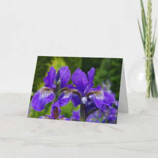 Florfoto av iris sibirica kort