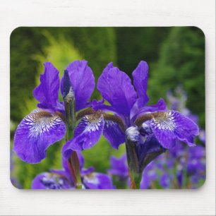 Florfoto av iris sibirica musmatta